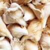 where to buy oyster mushrooms