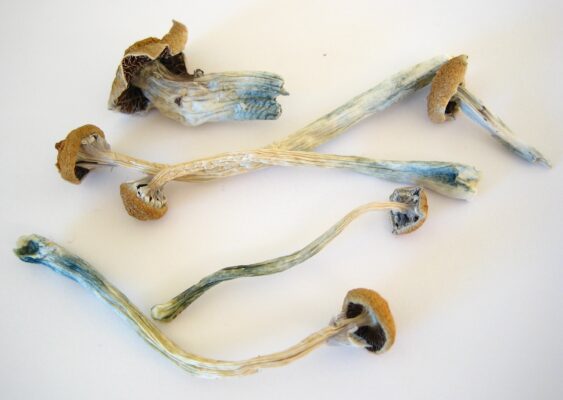 Psilocybe Cubensis - Truffle Mushrooms